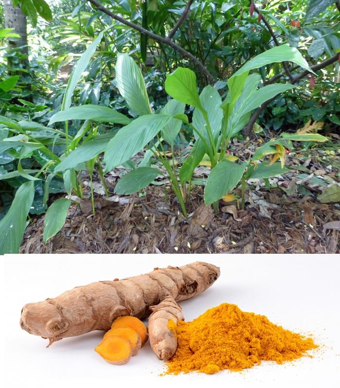 Curcuma sessilis - who doesn't know the humble finger root?