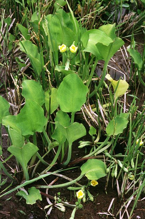 Limnocharis flawa - the flowers and stalks are everywhere in the Thai markets. Taste nice..