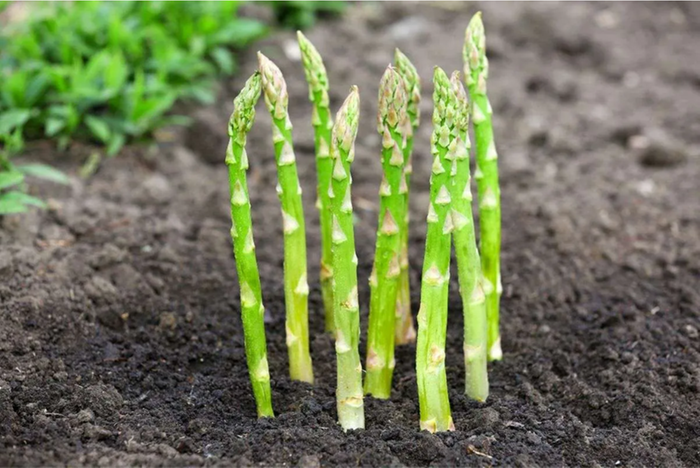 and our humble asparagus - I will love it...