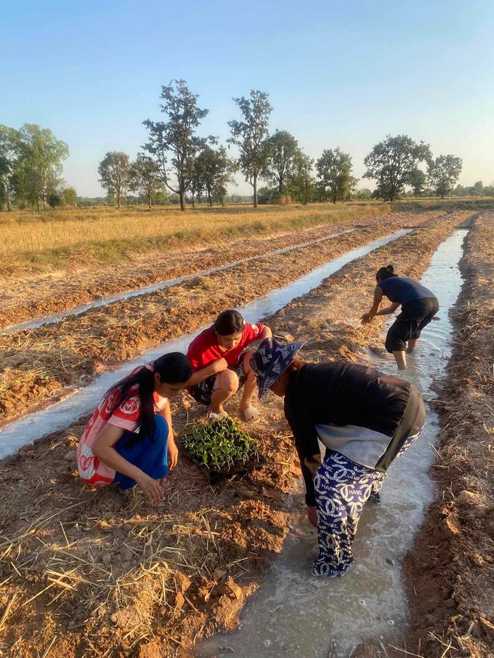 the new bought former rice paddy has been tested and planted with vegatables but as it is since decades rice paddy the soil is dead, it will need a revival with pioneer plants and green manure like sunn hemp