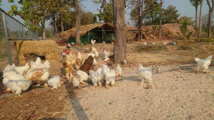 the Brahma chickens doing exeptional well and breed to our full satisfaction. Weekly we push around 15 over the market table