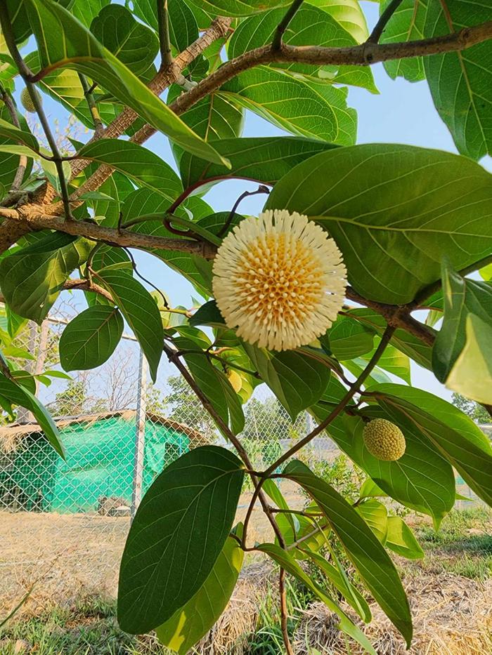 Beside the house has our Nauclea latifolia (African Peach) the first time flowers and the native bees around love them