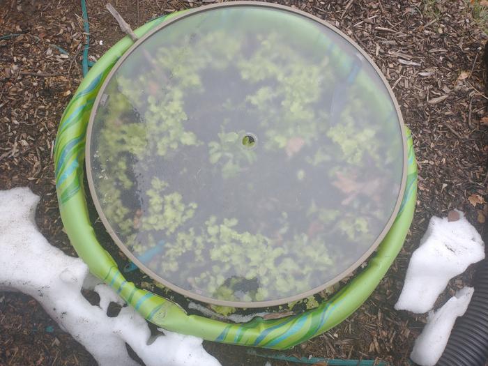 Growing lettuce outdoors in winter in a kiddy pool, under glass in Ontario