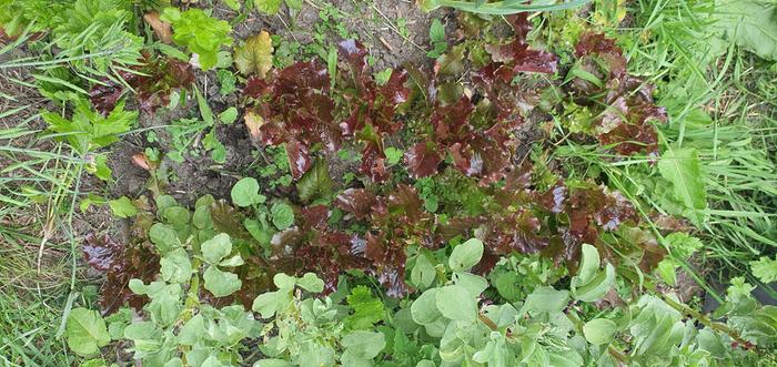 Transplanted self sown lettuces