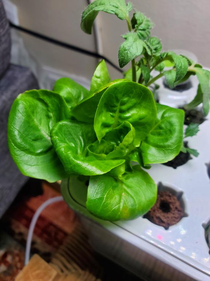 Aerogarden Little Gem Lettuce