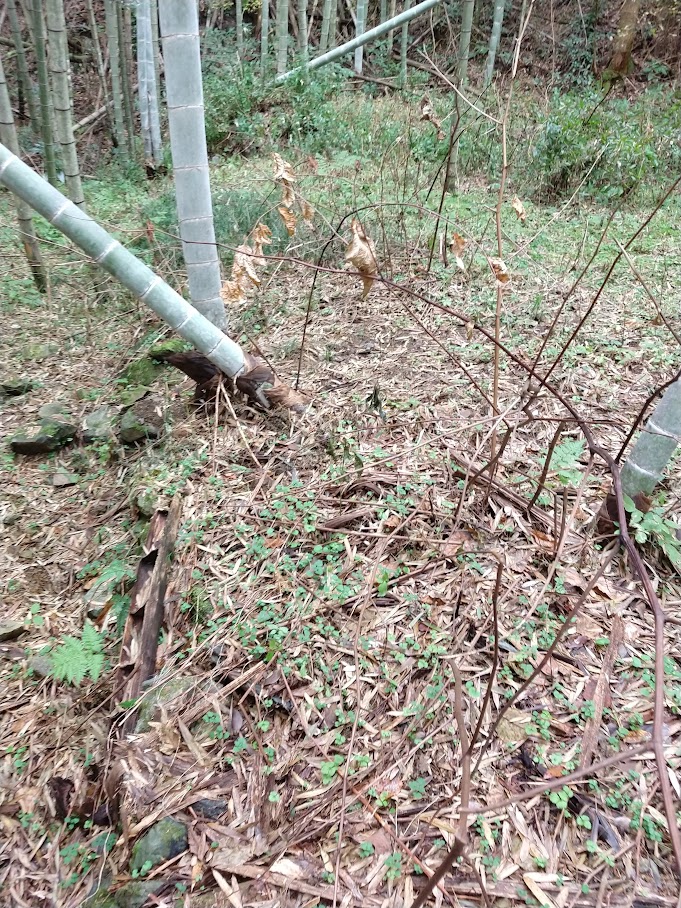 sparse and relatively clear woodland area