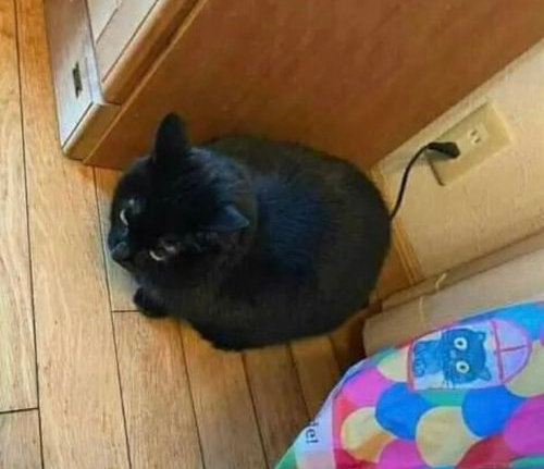 [Thumbnail for electric-cat.jpg]