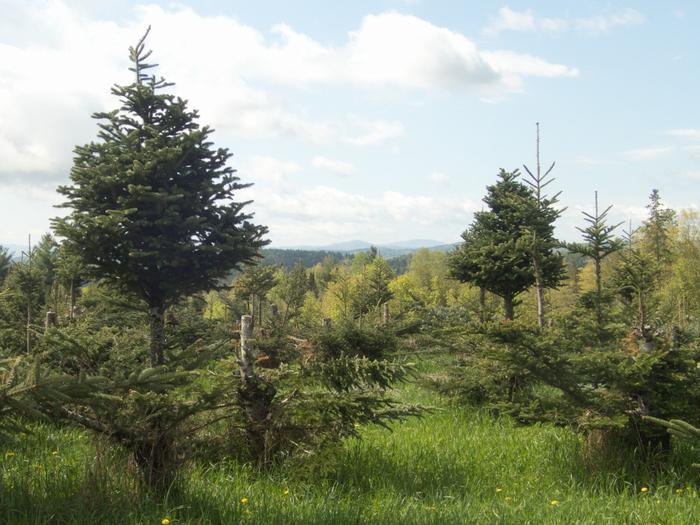 High Reach Farm Christmas Trees & view