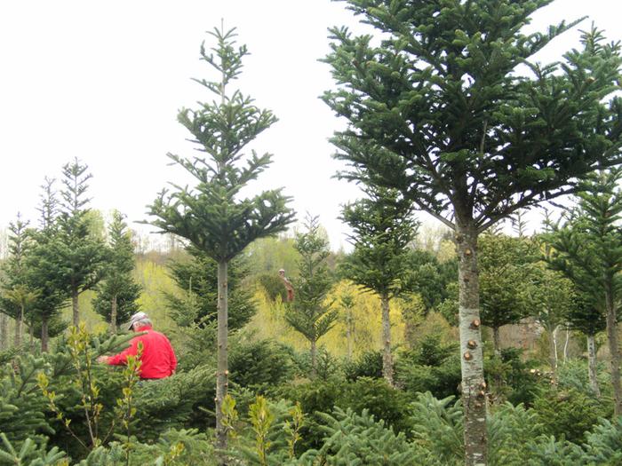 High Reach Farm Christmas Trees & Steve