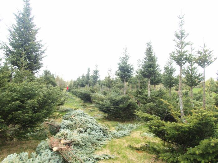 High Reach Farm Christmas Trees