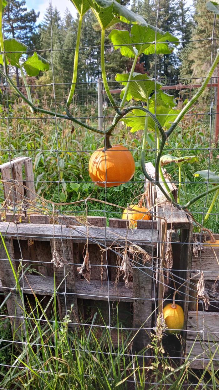 Voluptuous Volunteer Pie Pumpkins grow in a compost bin