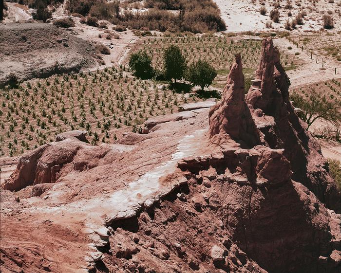 hopi growing green corn in desert