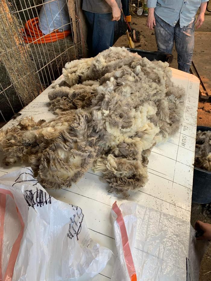 Not the same fleece, but a similar one, to give an idea where I started