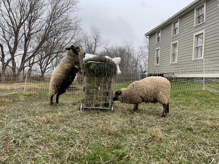 Shopping cart feeder 1