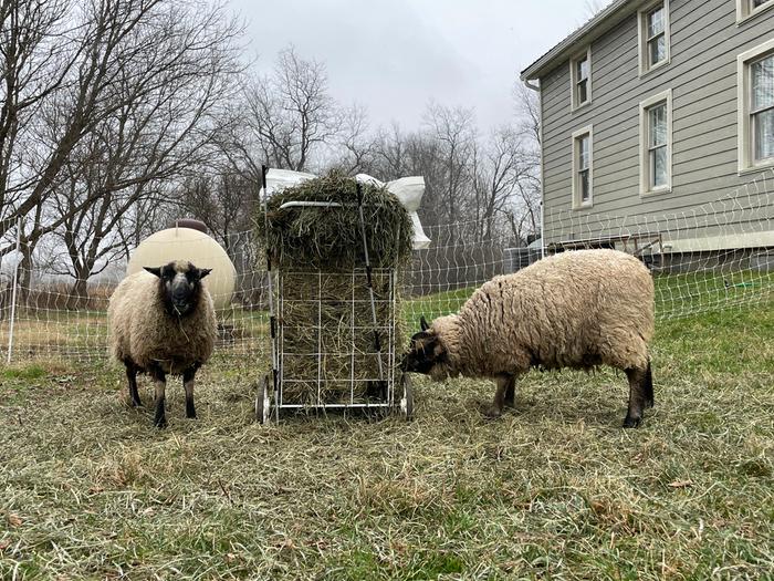 Shopping cart feeder 2