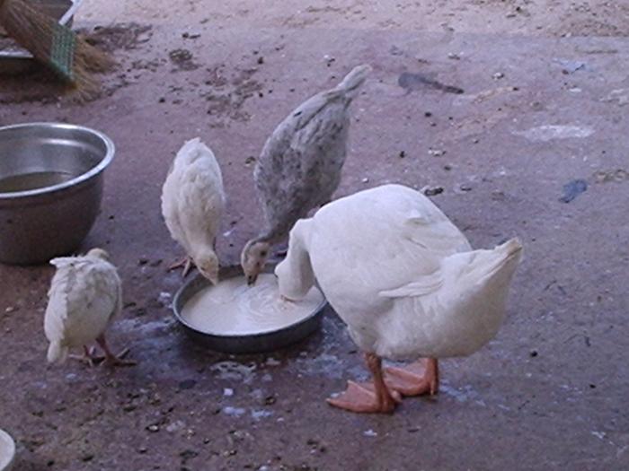 They were needy birds, always following me around and making a mess