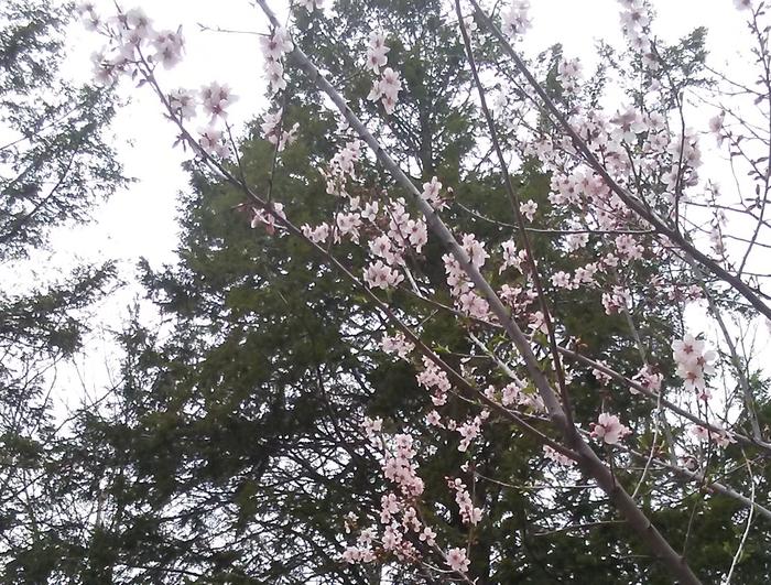 My Hall's Hardy Almond in bloom