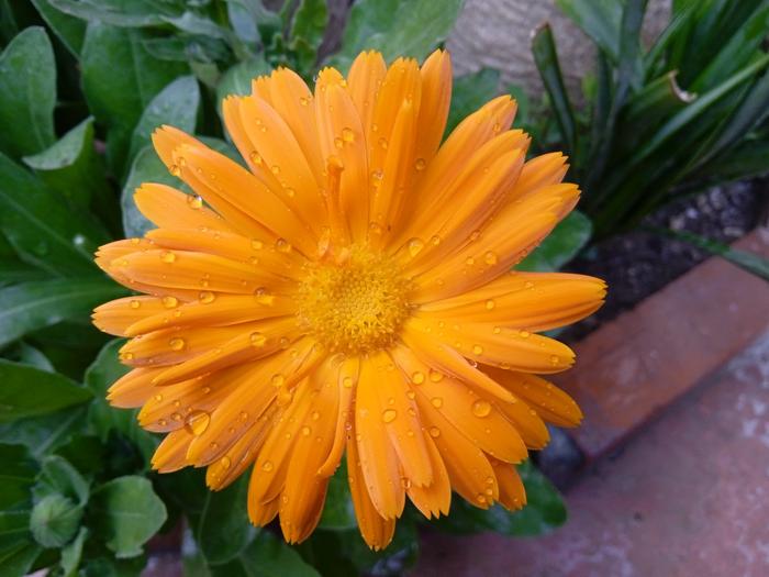 [Thumbnail for calendula.jpg]