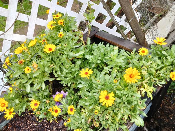 Calendula on 1/14/23