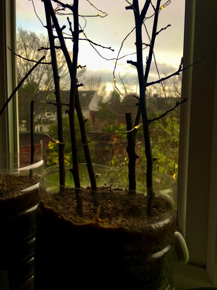 My damson tree holding a single white blossom