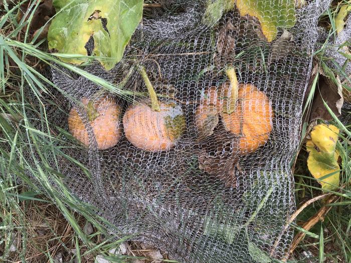 Pumpkins if gopher nets