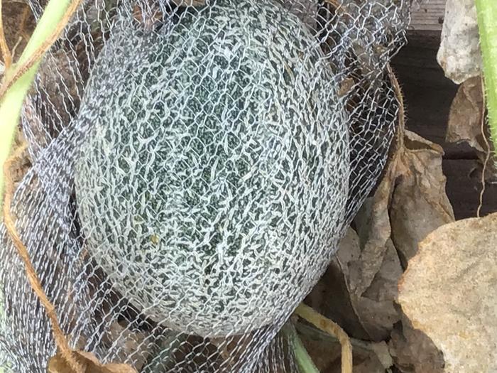 Melon in gopher nets