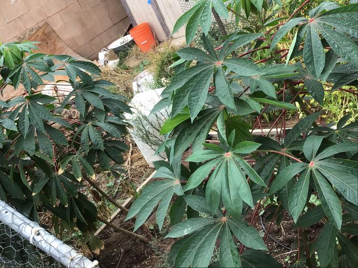 Cassava plants for flour