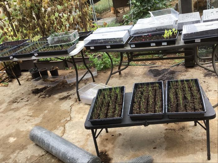 Seedling trays for the raised bed garden