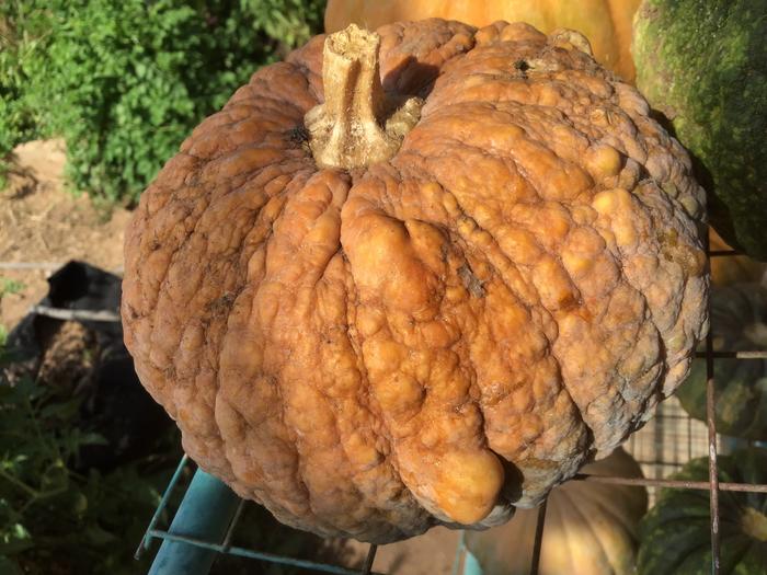 Black futsu pumpkins/winter squash