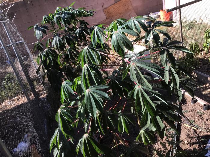 Cassava plant