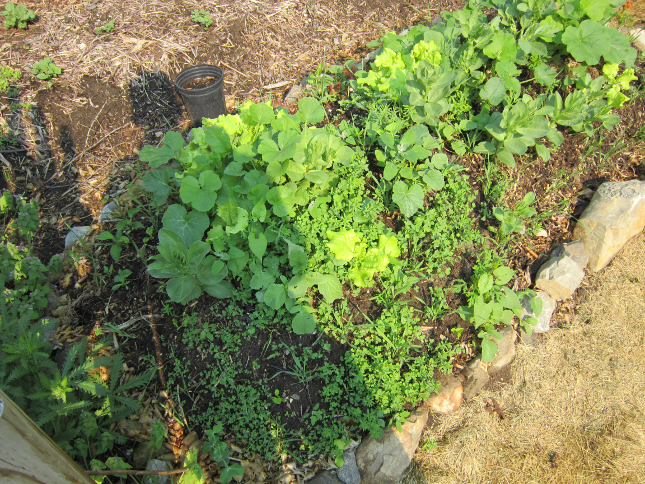 [Thumbnail for Hugelkulture-Raised-garden-beds-early-growth.png]
