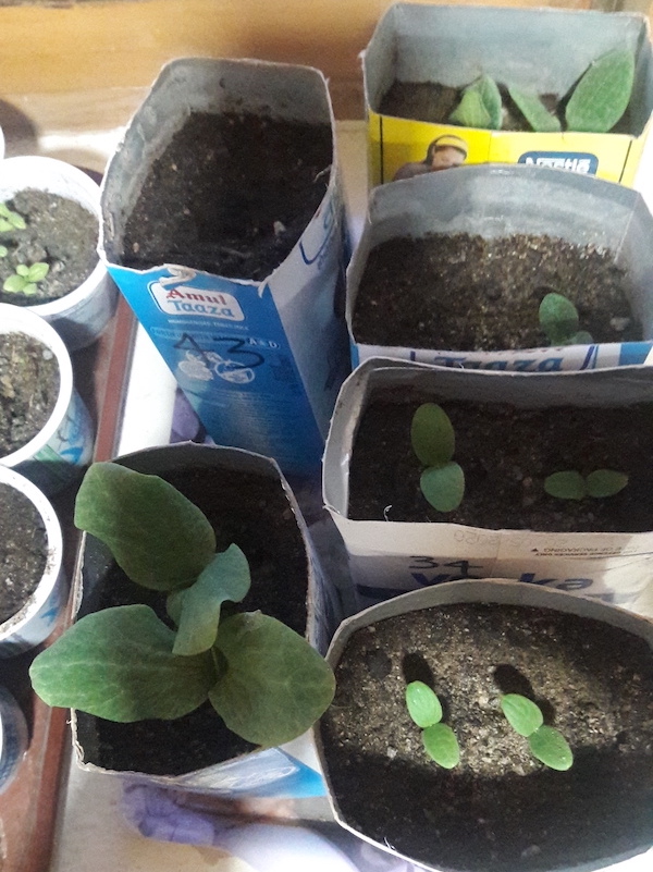 Seedlings on windowsill