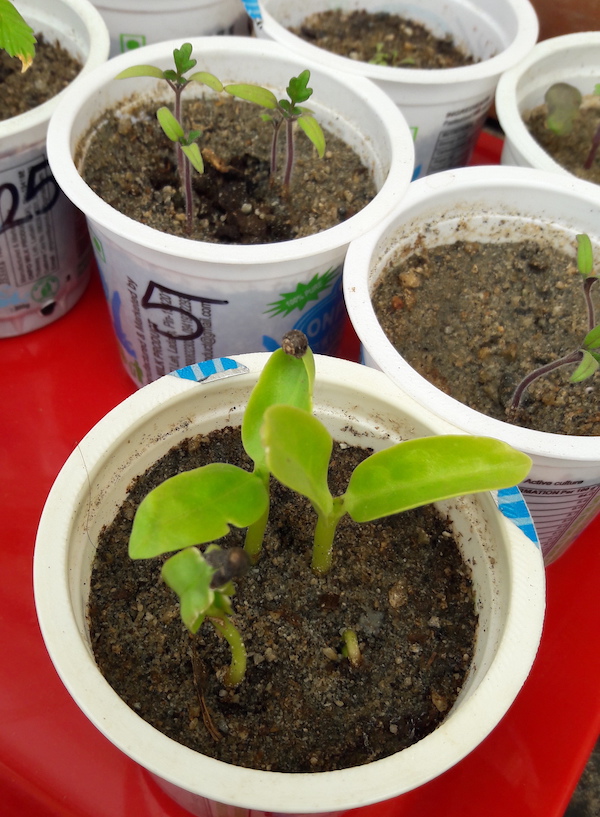 Seedlings on windowsill