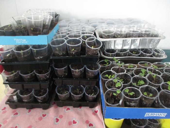 Seedlings