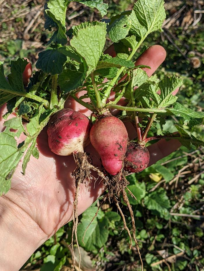 My 3 radishes