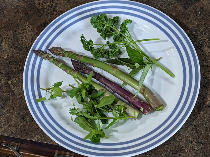 A quick harvest of chickweed, asparagus, and parsley for a frittata