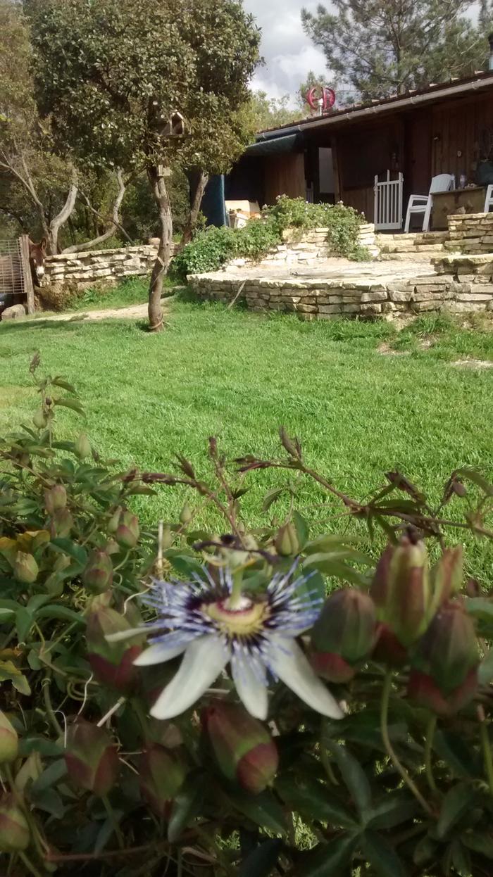 permaculture backyard with flower