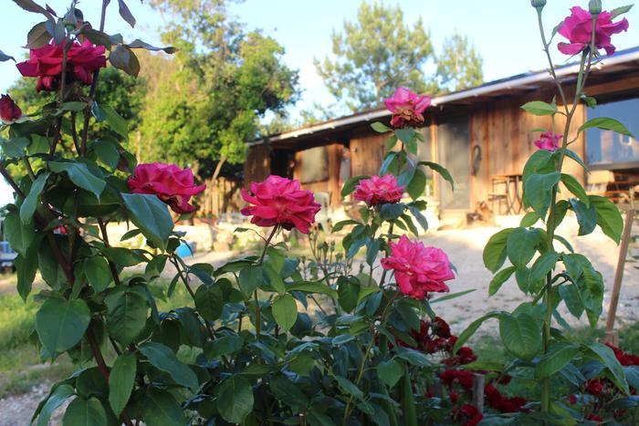 roses in front of an artists studio