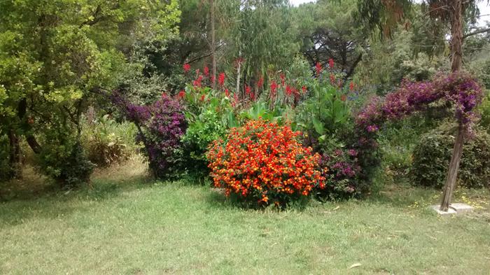 flower bushes at the edge of a permaculture lawn