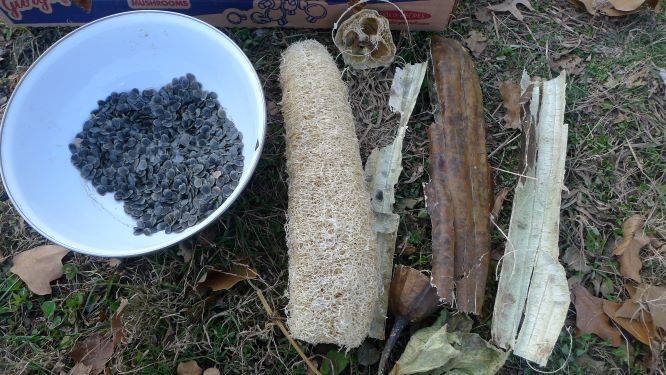 Luffa over a foot long