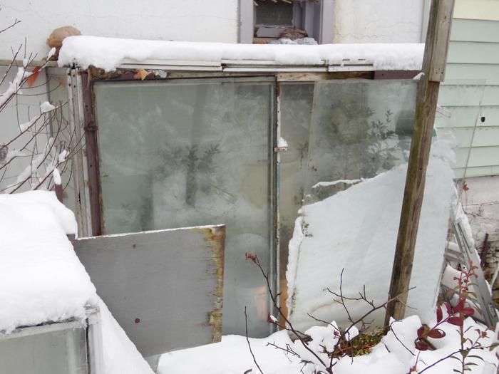 2 seed grown Meiwa kumquat trees