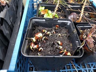 free plants from seed