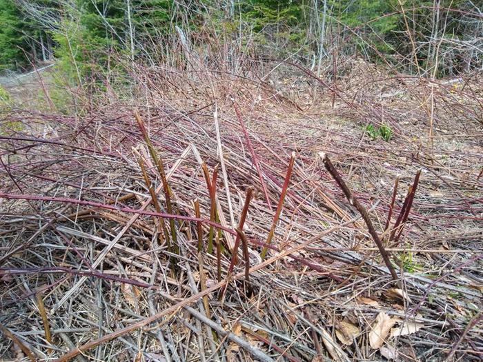 raspberries eaten by beaver