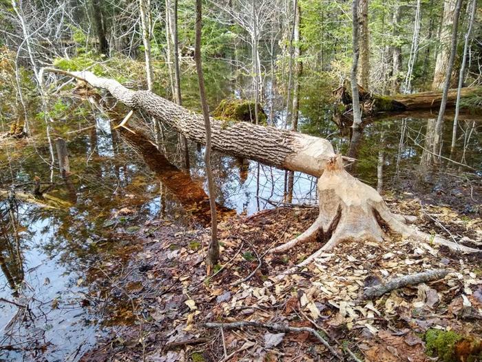 log felled with bark eaten by beaver