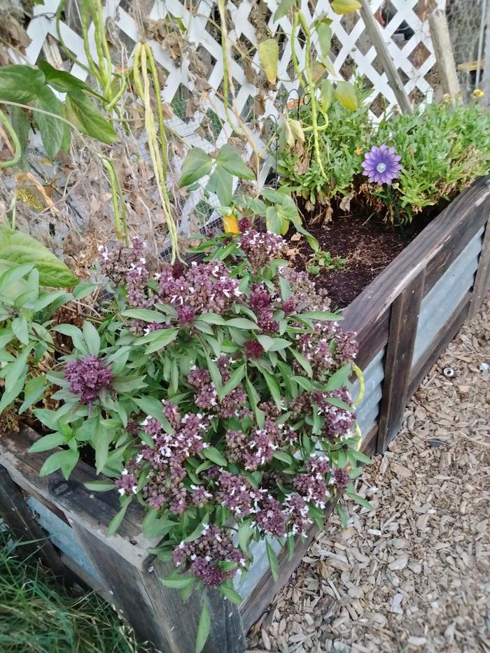 raised beds from corrugated steel and reclaimed redwood fence boards