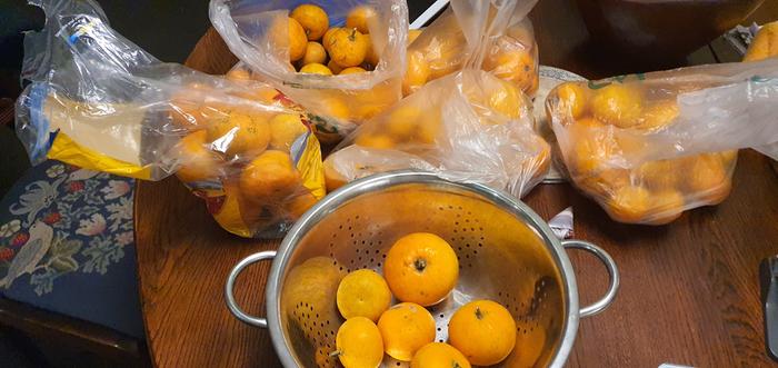 Washed and weighed seville oranges