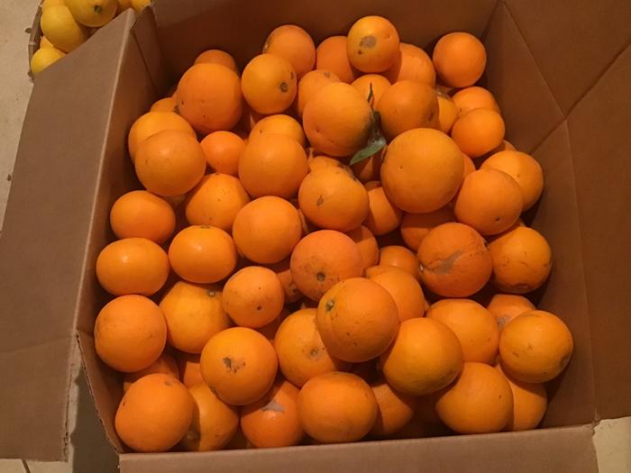 Our two trees gives us around 200 pounds of oranges a year