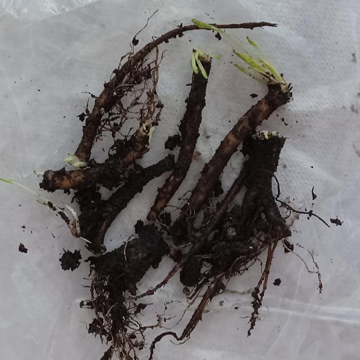 Root cuttings after 3 weeks