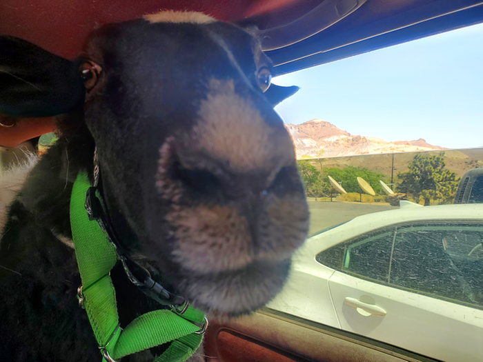 sheep riding in a passenger vehicle