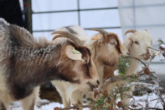 goats eating evergreens